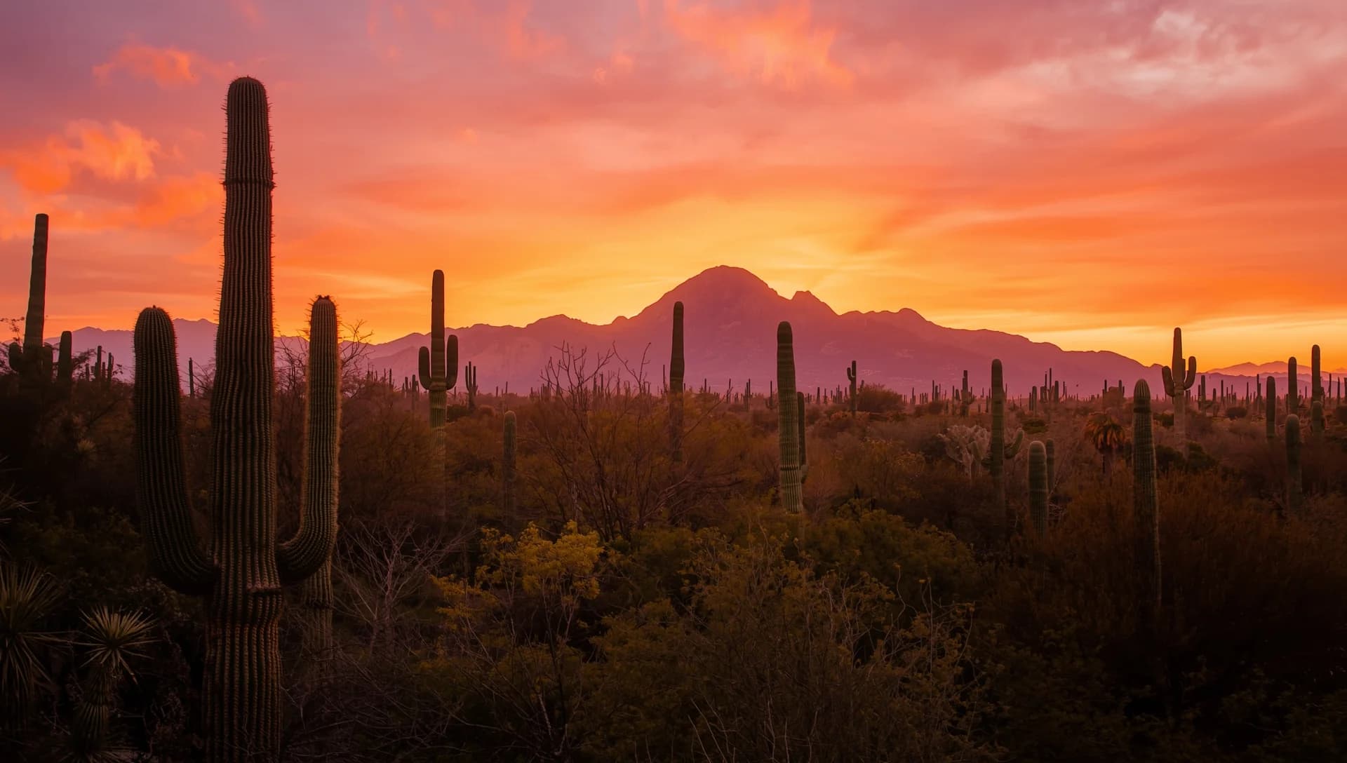 Majestic Arizona desert sunrise over the Sonoran landscape - symbolizing hope and new beginnings in recovery