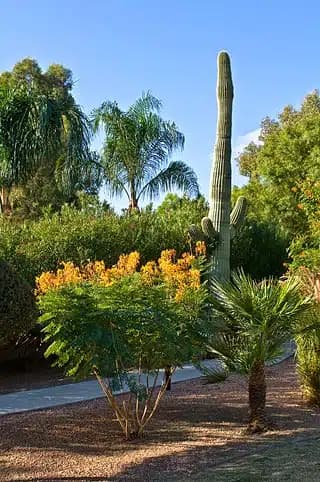 Cottonwood Tucson - Thumbnail 8