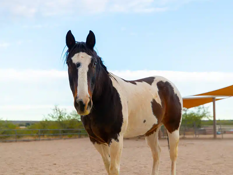 Sierra Tucson - Thumbnail 8